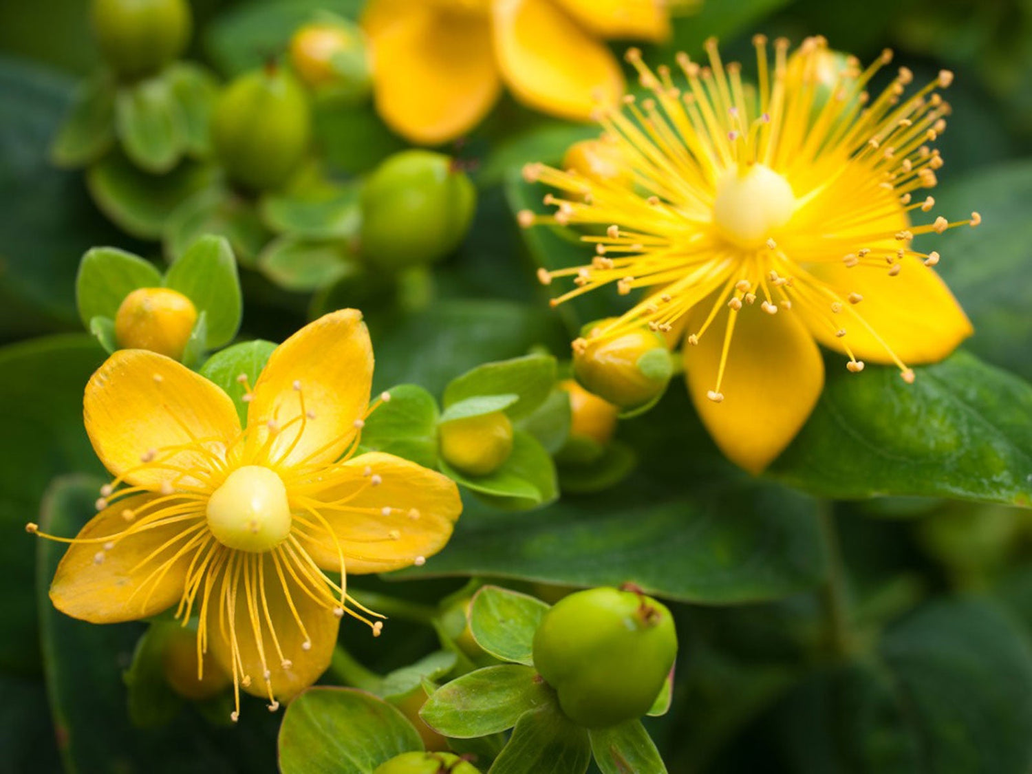 close up image of st johns wort plant yellow flowers